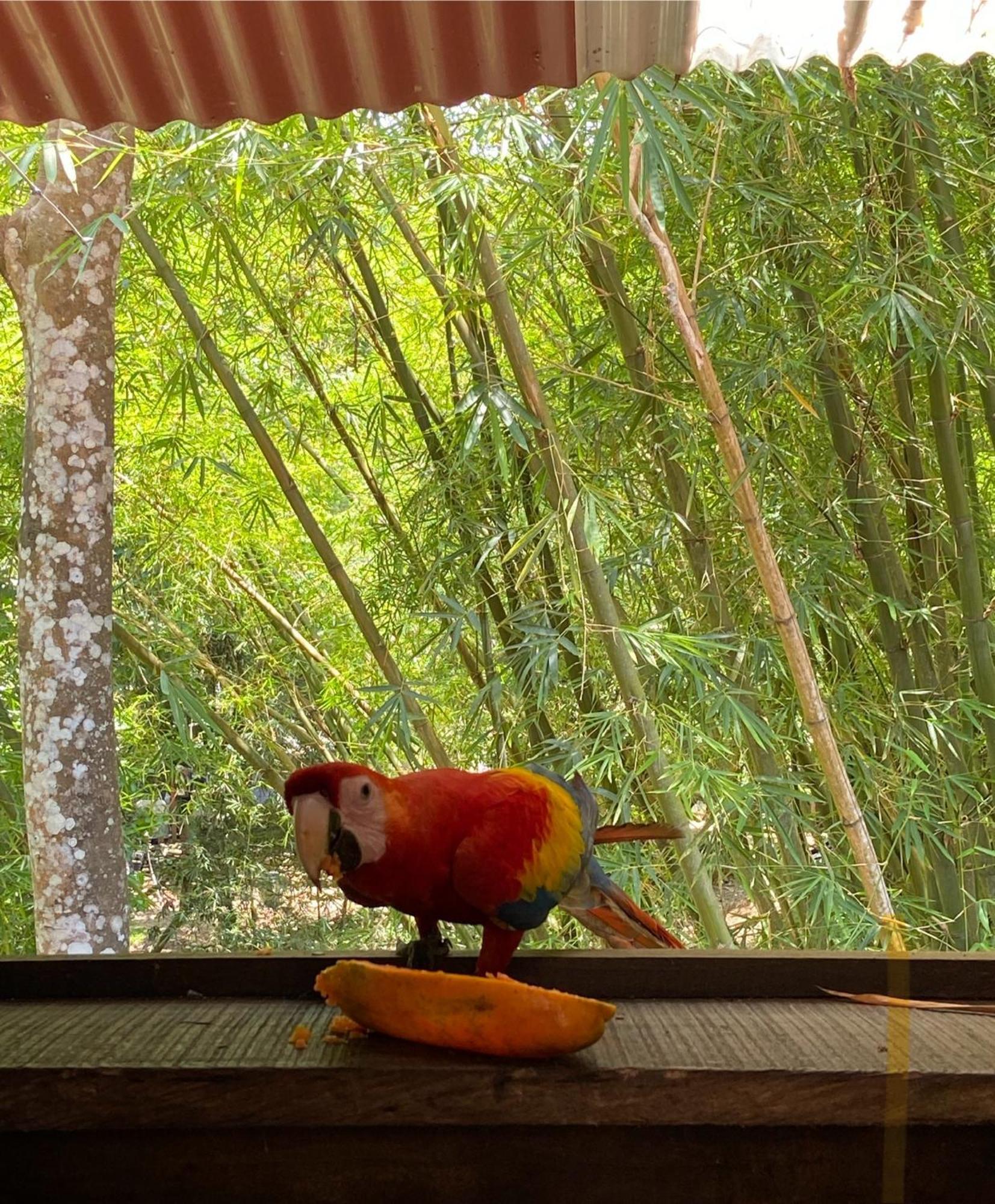 Hostal Las Mariposas Minca Ngoại thất bức ảnh