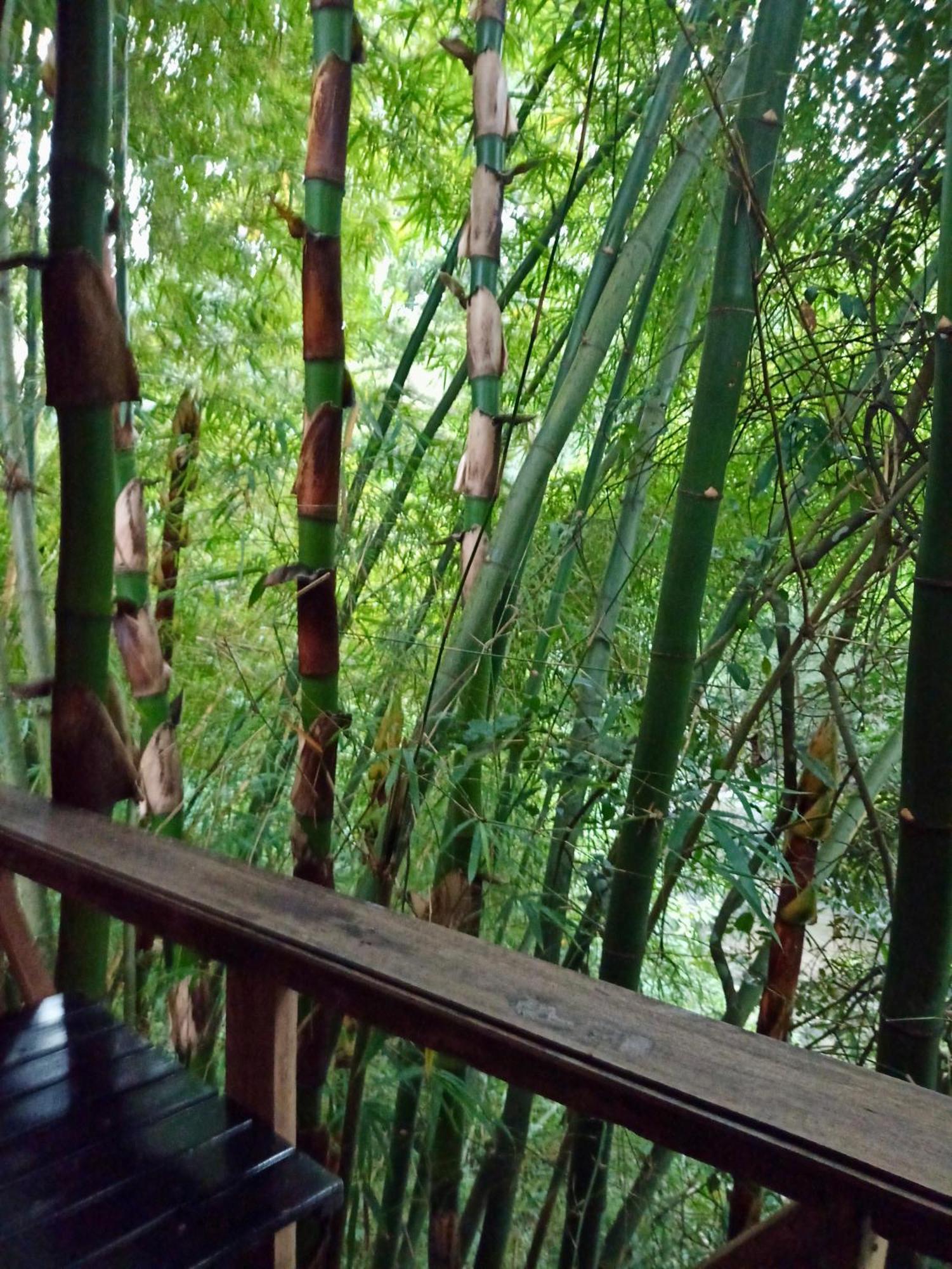 Hostal Las Mariposas Minca Ngoại thất bức ảnh